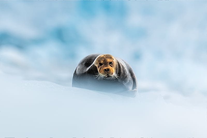 Field Note 2 - The edge of the Artic - Gallery 3